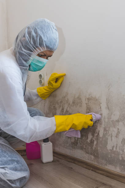 Best Asbestos and Lead Testing During Mold Inspection  in Cortland, OH